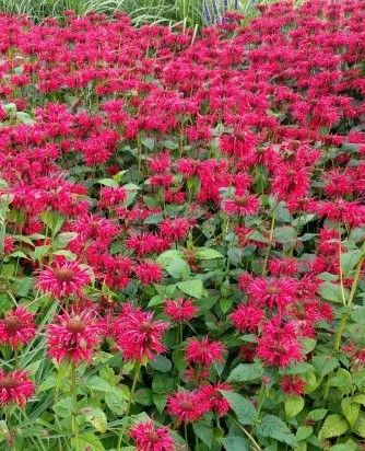 Gardenview Scarlet Bee Balm Lurvey Landscape Supply