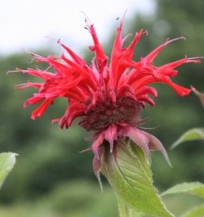 'Gardenview Scarlet' Bee Balm | Lurvey Landscape Supply